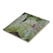 カラジウムバイカラー葉フローラ タイル (側面)