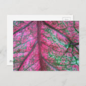 カラジウムレッドとグリーン葉の写真 ポストカード (正面/裏面)