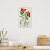 カラジュームの植物画 ポスター (キッチン)