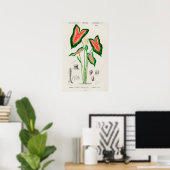カラジュームの植物画 ポスター (ホームオフィス)
