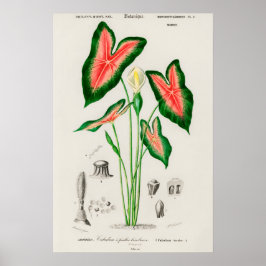 カラジュームの植物画 ポスター