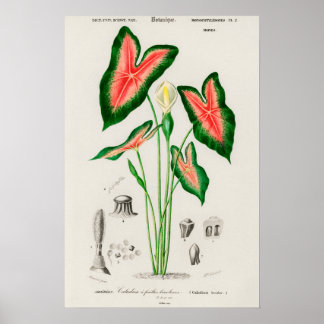 カラジュームの植物画 ポスター
