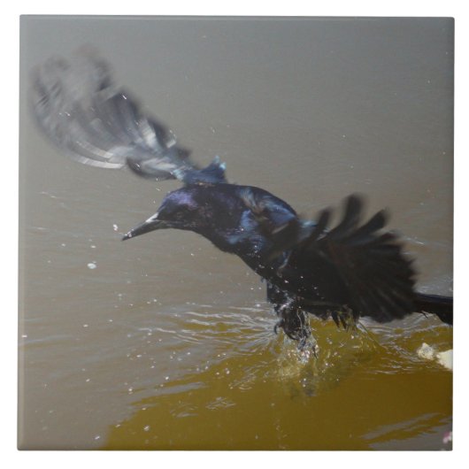 カラスが水タイルに飛び散る タイル (正面)