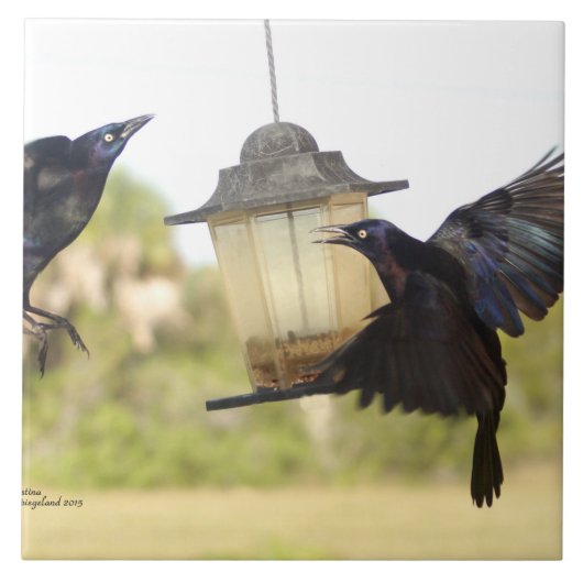 カラスのカラスの鳥のタイル タイル (正面)