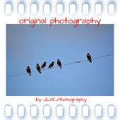 カラスのシルエットミステリーファンの殺害 Tシャツ