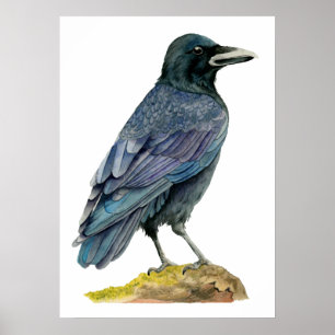 カラスの水彩画の絵画 ポスター