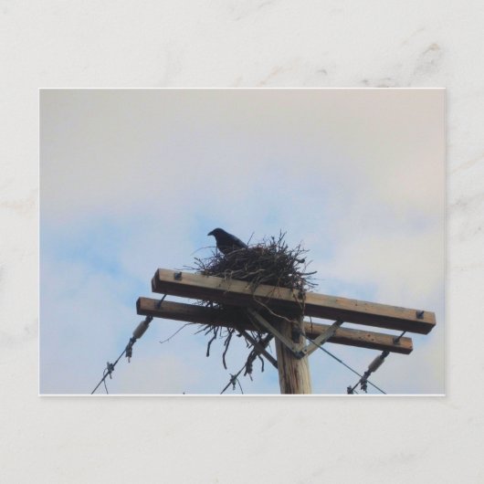 カラスネストインAK ポストカード (正面)