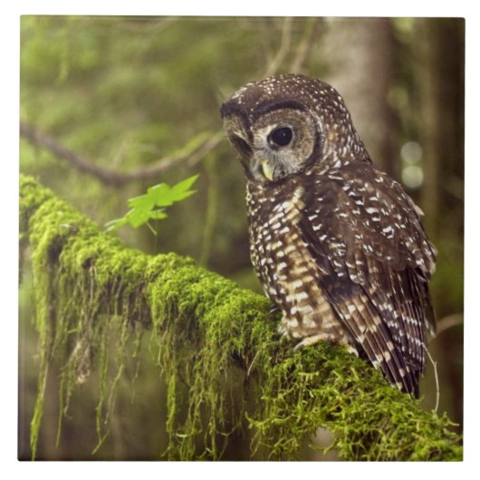 カラスポウチョウ (Strix occidentals caurina) タイル (正面)