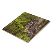 カラスポウチョウ (Strix occidentals caurina) タイル (側面)