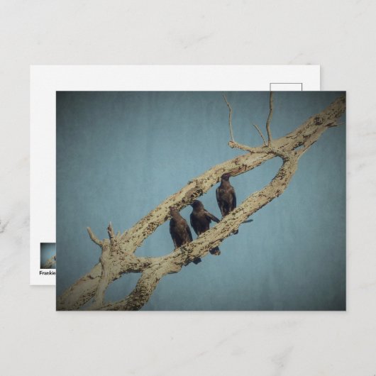 カラス3 ポストカード (正面/裏面)