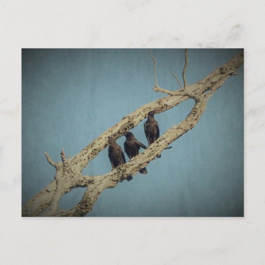 カラス3 ポストカード (正面)