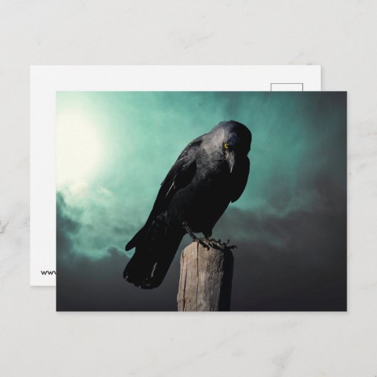 カラス ポストカード (正面/裏面)