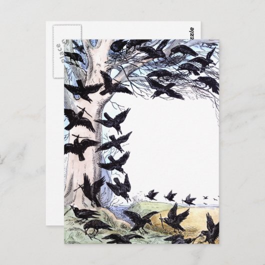 カラス ポストカード (正面/裏面)