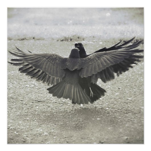 カラス/レイヴンのポスター ポスター (正面)