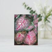 カラディウムの大きな ポストカード (スタンド正面)