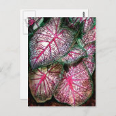 カラディウムの大きな ポストカード (正面/裏面)