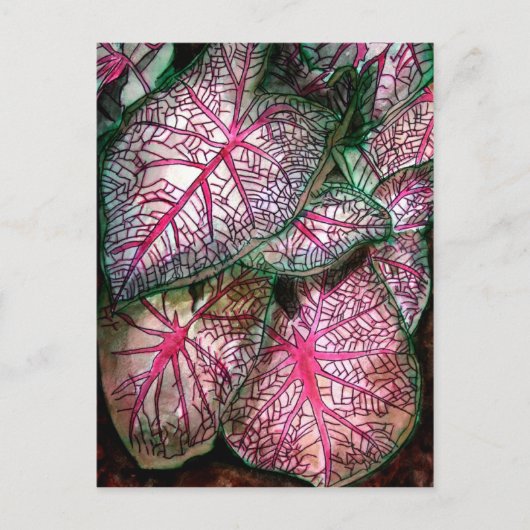 カラディウムの大きな ポストカード (正面)