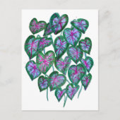 カラディウムピンク&グリーン葉ウォーターカラーアート ポストカード (正面)