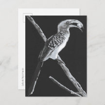 カラハリ動物，イエローバードホルンビル