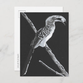 カラハリ動物，イエローバードホルンビル ポストカード