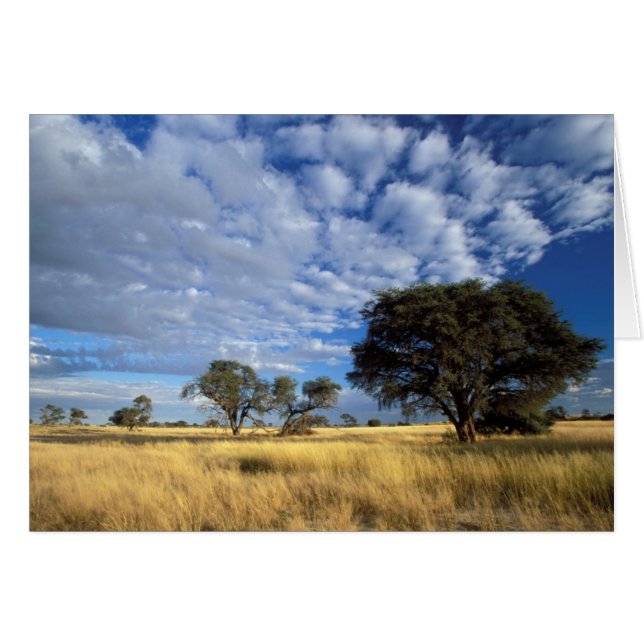 カラハリ砂漠の風景、Kgalagadi+Transfrontier (正面横)
