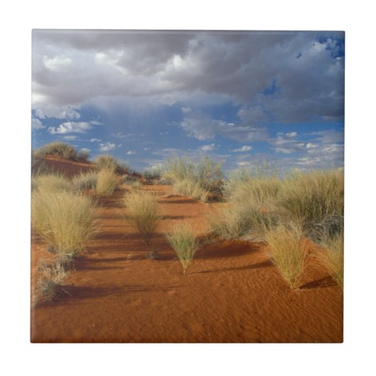 カラハリ砂漠の風景、Kgalagadi+Transfrontier 2 タイル (正面)