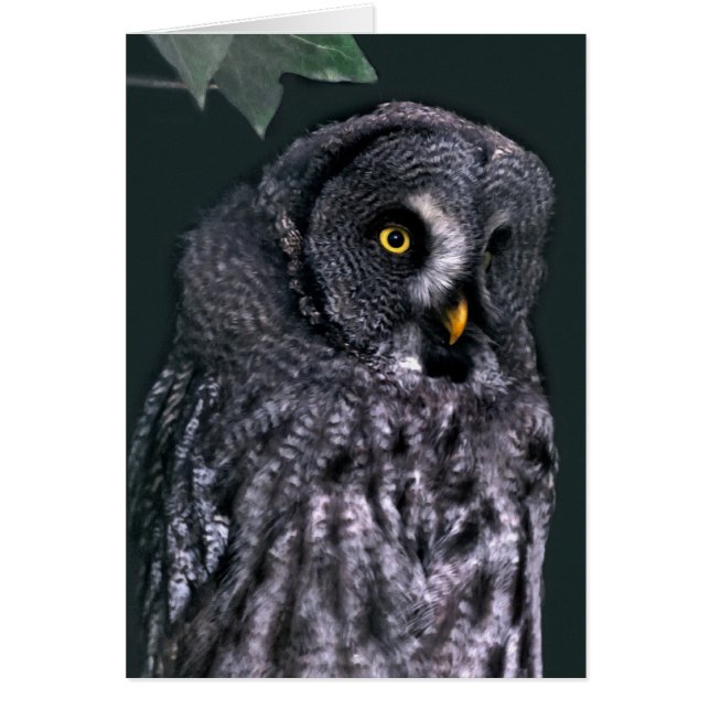 カラフトフクロウ (正面)