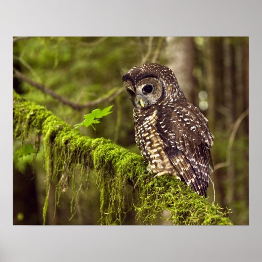 カラフトフクロウ (Strix occidentals caurina) ポスター (正面)