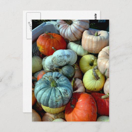 カラフルなかぼちゃのポストカード ポストカード (正面/裏面)