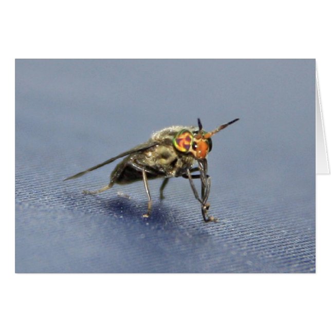 カラフルなはえ (正面横)