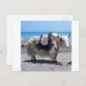 カラフルなアクセサリーをつけた毛むくじゃらのヤク ポストカード (正面/裏面)