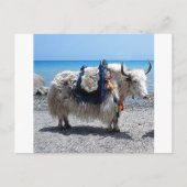 カラフルなアクセサリーをつけた毛むくじゃらのヤク ポストカード (正面)