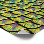 カラフルなアートデコパターンのクジャクの羽 ポスター (角)