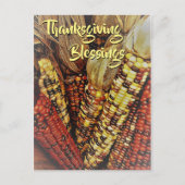 カラフルなインディアン コーンの実 写真2 感謝祭 ポストカード (正面)