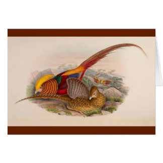 カラフルなキジ