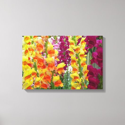 カラフルなキンギョソウの花 キャンバスプリント (正面)