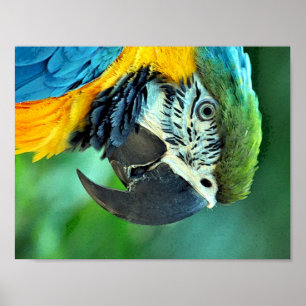 カラフルなコンゴウインコのオウム ポスター