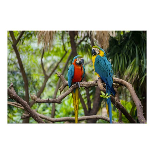 カラフルなコンゴウインコの仲間 ポスター (正面)