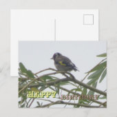 カラフルなゴシキヒワのハッピーバースデーポストカード ポストカード (正面/裏面)