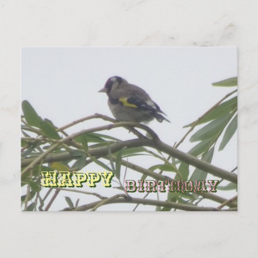 カラフルなゴシキヒワのハッピーバースデーポストカード ポストカード (正面)