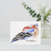 カラフルなズアオアトリ2011年 ポストカード (スタンド正面)