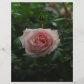 カラフルなダネ子犬販売チラシ チラシ (裏面)