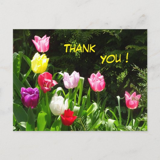 カラフルなチューリップの感謝を伝えるポストカード ポストカード (正面)