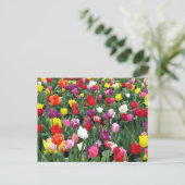 カラフルなチューリップの花畑 ポストカード (スタンド正面)