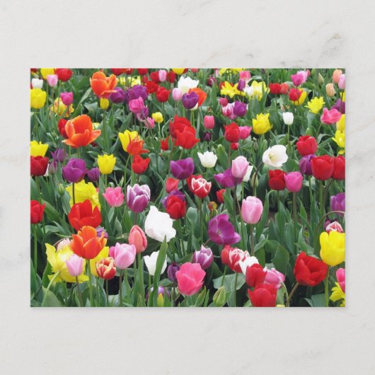 カラフルなチューリップの花畑 ポストカード (正面)