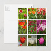 カラフルなチューリップ ポストカード (正面/裏面)