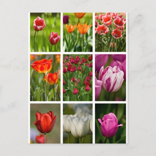 カラフルなチューリップ ポストカード (正面)