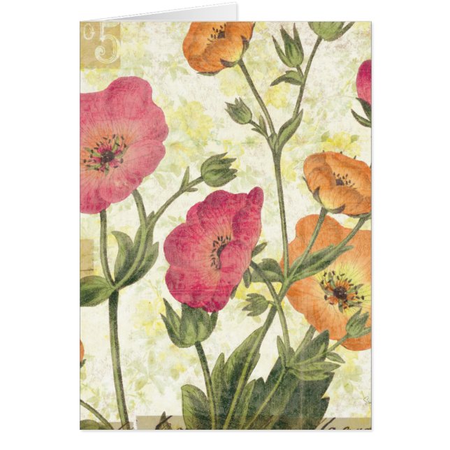 カラフルなデイジー (正面)