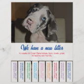 カラフルなデンマーク犬の子犬を販売中 チラシ (正面)