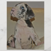 カラフルなデンマーク犬の子犬を販売中 チラシ (裏面)